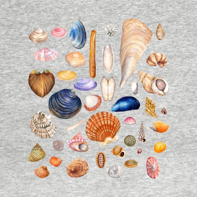 Watercolor Seashell Collection by AmandaDilworth